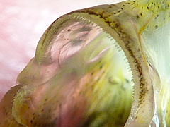 f:id:fishinfish2010:20110602101704j:image