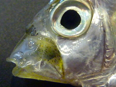 f:id:fishinfish2010:20110602101709j:image