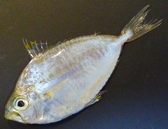 f:id:fishinfish2010:20110602101710j:image