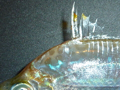f:id:fishinfish2010:20110602102016j:image