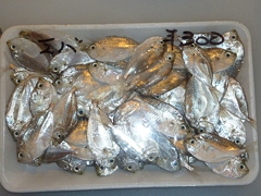 f:id:fishinfish2010:20110623181852j:image
