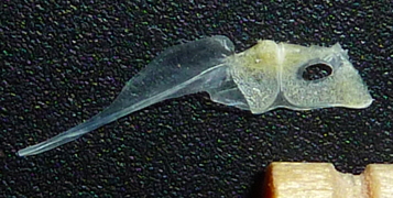 f:id:fishinfish2010:20110624010526j:image
