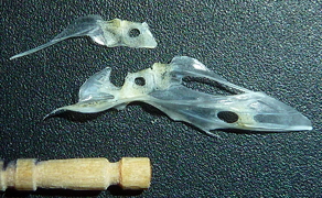 f:id:fishinfish2010:20110624010527j:image