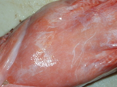 f:id:fishinfish2010:20110916133738j:image