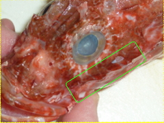 f:id:fishinfish2010:20110916133742j:image