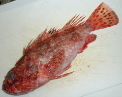 f:id:fishinfish2010:20110916133743j:image