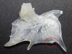 f:id:fishinfish2010:20110916133822j:image