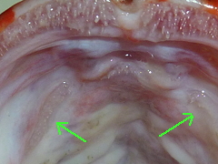 f:id:fishinfish2010:20110916133823j:image