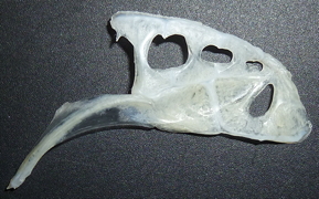 f:id:fishinfish2010:20110916134606j:image