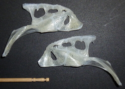f:id:fishinfish2010:20110916134607j:image