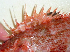 f:id:fishinfish2010:20110917231144j:image