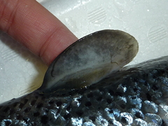 f:id:fishinfish2010:20111208161615j:image