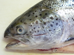 f:id:fishinfish2010:20111208161616j:image