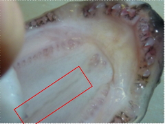 f:id:fishinfish2010:20111208161617j:image