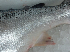 f:id:fishinfish2010:20111208161618j:image