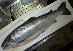 f:id:fishinfish2010:20111208161619j:image
