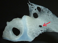 f:id:fishinfish2010:20111208162635j:image