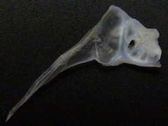 f:id:fishinfish2010:20120109015344j:image