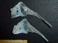 f:id:fishinfish2010:20120109015345j:image