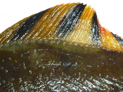 f:id:fishinfish2010:20120109015529j:image