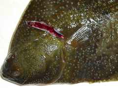 f:id:fishinfish2010:20120109015531j:image