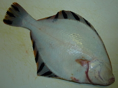 f:id:fishinfish2010:20120109015532j:image