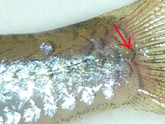 f:id:fishinfish2010:20120110175922j:image f:id:fishinfish2010:20120110175922j:image