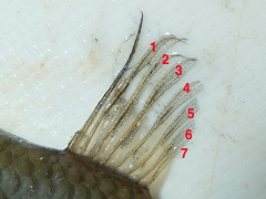 f:id:fishinfish2010:20120110175923j:image f:id:fishinfish2010:20120110175923j:image