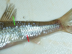 f:id:fishinfish2010:20120110175924j:image f:id:fishinfish2010:20120110175924j:image