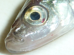 f:id:fishinfish2010:20120110175925j:image f:id:fishinfish2010:20120110175925j:image