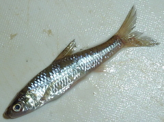 f:id:fishinfish2010:20120110175926j:image f:id:fishinfish2010:20120110175926j:image