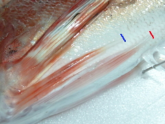 f:id:fishinfish2010:20120116180941j:image