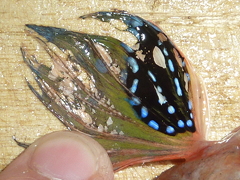 f:id:fishinfish2010:20120116180942j:image