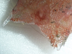 f:id:fishinfish2010:20120116180943j:image