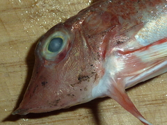 f:id:fishinfish2010:20120116180944j:image