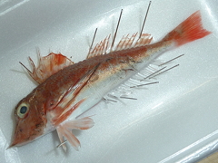 f:id:fishinfish2010:20120116180945j:image