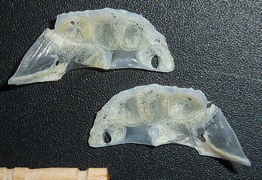 f:id:fishinfish2010:20120127133025j:image