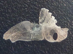 f:id:fishinfish2010:20120127144433j:image f:id:fishinfish2010:20120127144433j:image