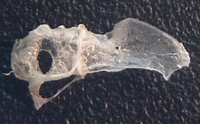 f:id:fishinfish2010:20120127144434j:image f:id:fishinfish2010:20120127144434j:image
