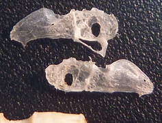 f:id:fishinfish2010:20120127144435j:image f:id:fishinfish2010:20120127144435j:image