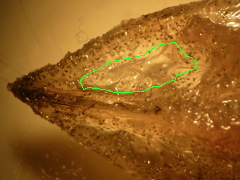 f:id:fishinfish2010:20120207155027j:image f:id:fishinfish2010:20120207155027j:image