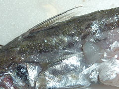 f:id:fishinfish2010:20120207155028j:image f:id:fishinfish2010:20120207155028j:image