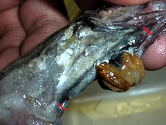 f:id:fishinfish2010:20120207155029j:image f:id:fishinfish2010:20120207155029j:image