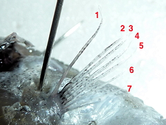 f:id:fishinfish2010:20120207155030j:image f:id:fishinfish2010:20120207155030j:image