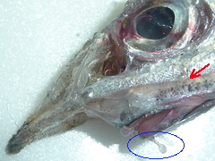 f:id:fishinfish2010:20120207155031j:image f:id:fishinfish2010:20120207155031j:image