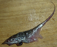 f:id:fishinfish2010:20120207155032j:image f:id:fishinfish2010:20120207155032j:image