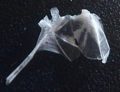 f:id:fishinfish2010:20120209173708j:image f:id:fishinfish2010:20120209173708j:image