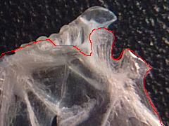 f:id:fishinfish2010:20120209174355j:image f:id:fishinfish2010:20120209174355j:image