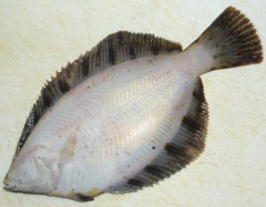 314 クロガレイ 新 魚のサカナ 鯛のタイ 図鑑 引越中 314 クロガレイ 新 魚のサカナ 鯛のタイ 図鑑 引越中