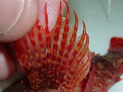 f:id:fishinfish2010:20120410171309j:image